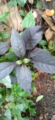 Alternanthera brasiliana