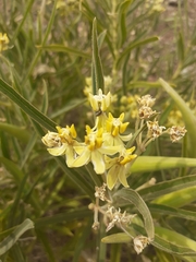 Asclepias mellodora