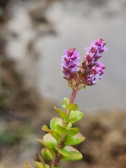 Rotala rotundifolia
