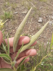 Asclepias mellodora