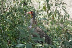Pternistis rufopictus