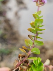 Rotala rotundifolia
