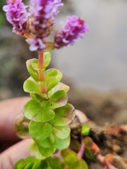 Rotala rotundifolia