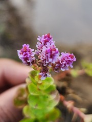Rotala rotundifolia