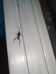 Evania appendigaster