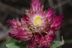 Helichrysum appendiculatum