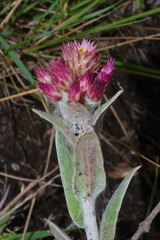 Helichrysum appendiculatum