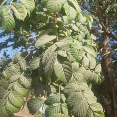 Spathodea campanulata image