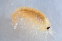 Anonyx nugax