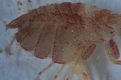 Pleustes panoplus