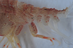 Pleustes panoplus