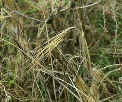 Hordeum vulgare