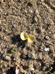 Laevicardium mortoni