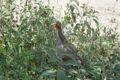 Pternistis rufopictus