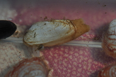 Hiatella arctica