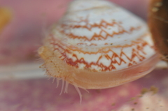 Serripes groenlandicus