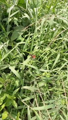 Anartia fatima colima