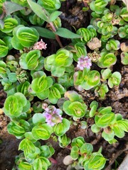 Rotala rotundifolia