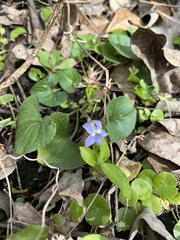 Violaceae