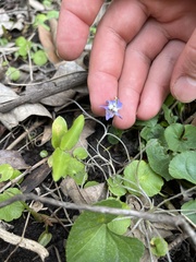 Violaceae