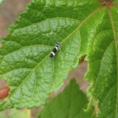 Macugonalia leucomelas