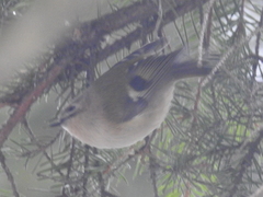 Regulus regulus regulus