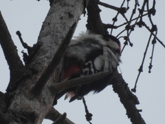 Dendrocopos major major