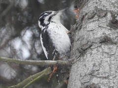 Picoides tridactylus tridactylus