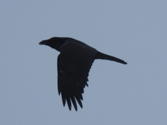 Corvus corax corax