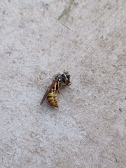 Vespula pensylvanica
