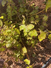 Vitis arizonica