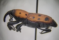 Rhodobaenus tredecimpunctatus