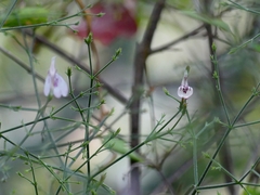 Rhinacanthus nasutus