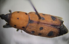 Rhodobaenus tredecimpunctatus