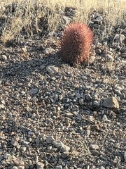 Echinomastus johnsonii