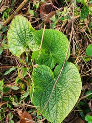 Piper umbellatum