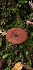 Lactarius rimosellus