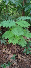 Adenanthera