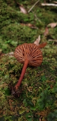 Lactarius rimosellus