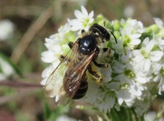 Halictus maculatus