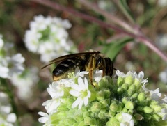 Halictus maculatus