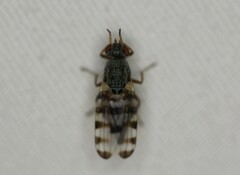 Pseudotephritina cribellum