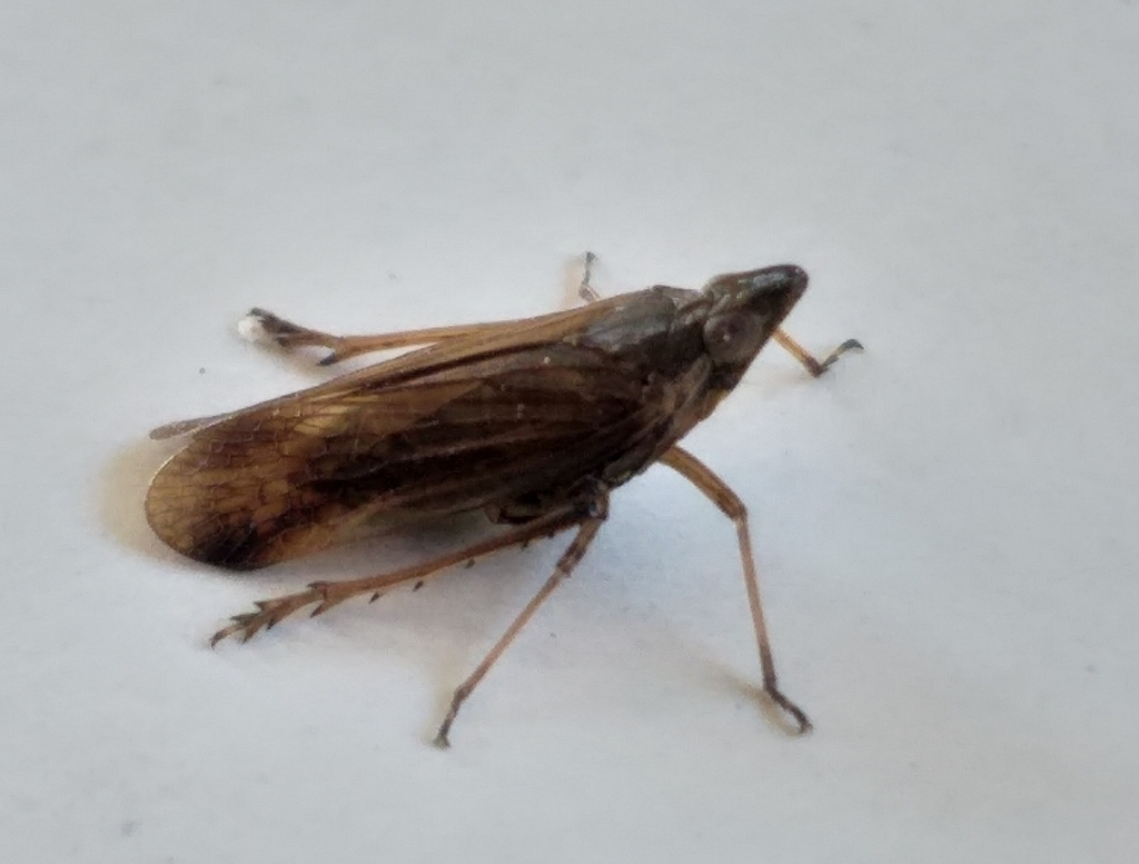 Aethiocera