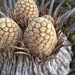 Kaapsehoop Cycad - Photo (c) Simon Attwood, some rights reserved (CC BY-NC), uploaded by Simon Attwood