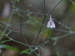 Rhinacanthus nasutus