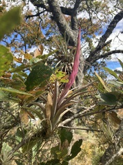Tillandsia achyrostachys
