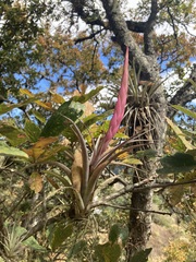 Tillandsia achyrostachys