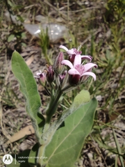 Oxypetalum solanoides