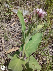 Oxypetalum solanoides