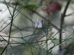 Rhinacanthus nasutus